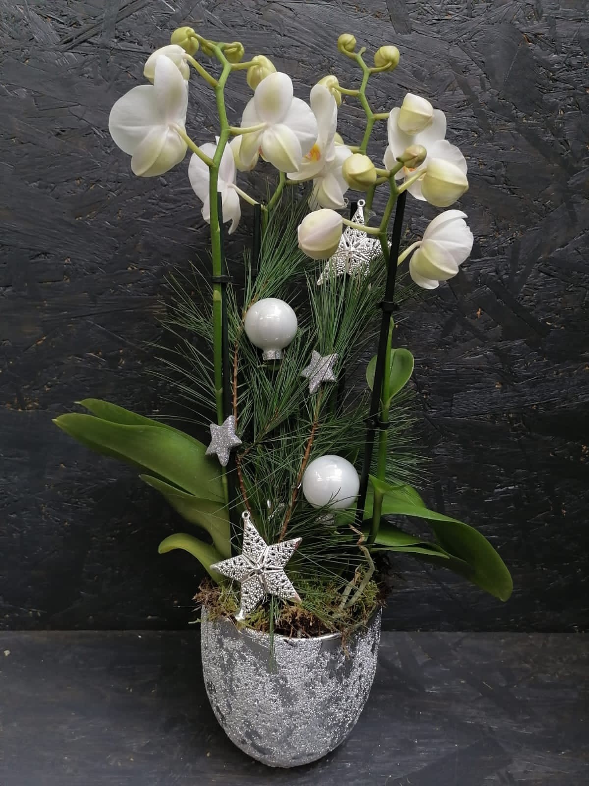 Orchidee Phalaenopsis in Farben weihnachtlich geschmückt Bild 1
