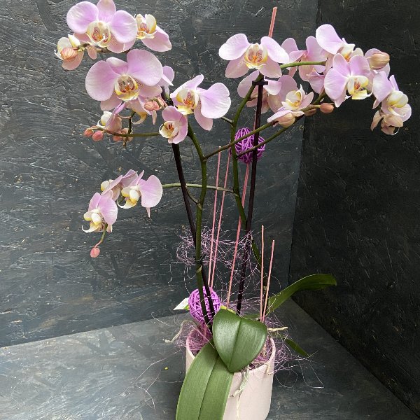 Orchidee pastellfarben mit passendem Übertopf Bild 1