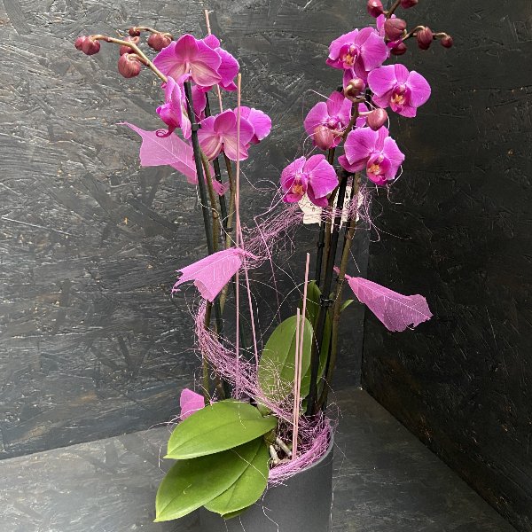 Orchidee in Lila mit passendem Übertopf Bild 1