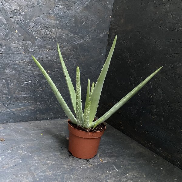 Echte Aloe Bild 1