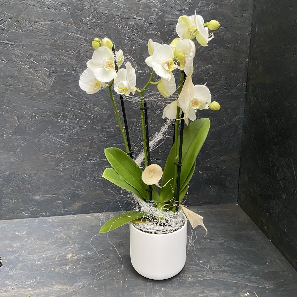 Orchidee in weiß mit Übertopf Bild 1