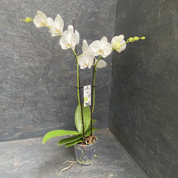 Orchidee in  weiß Bild 1