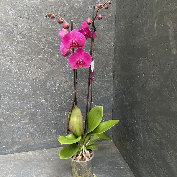 Orchidee in lila Bild 1