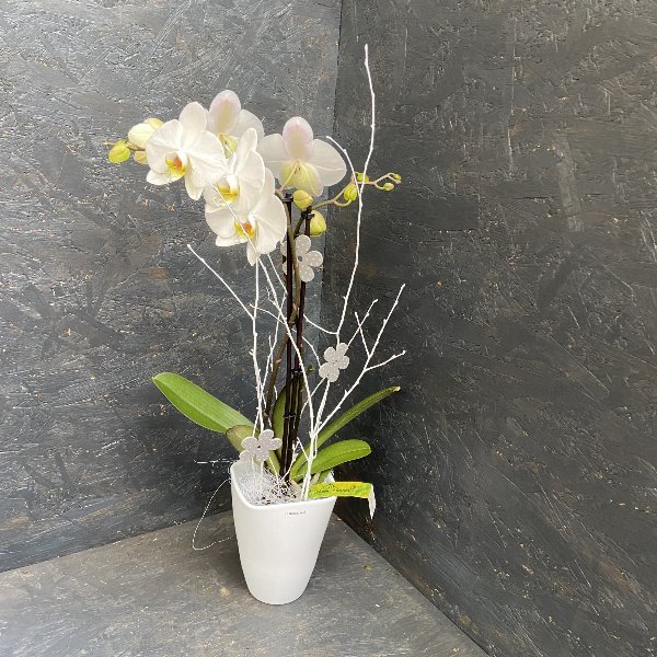 Orchidee, weiß Bild 1