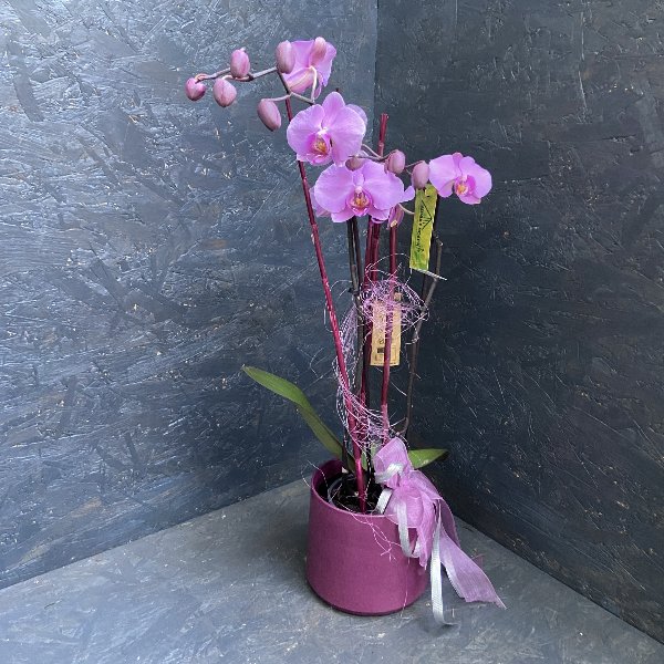 Orchidee in Lila, schön dekoriert Bild 1