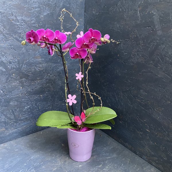 Orchidee, in Farben, schön dekoriert Bild 1